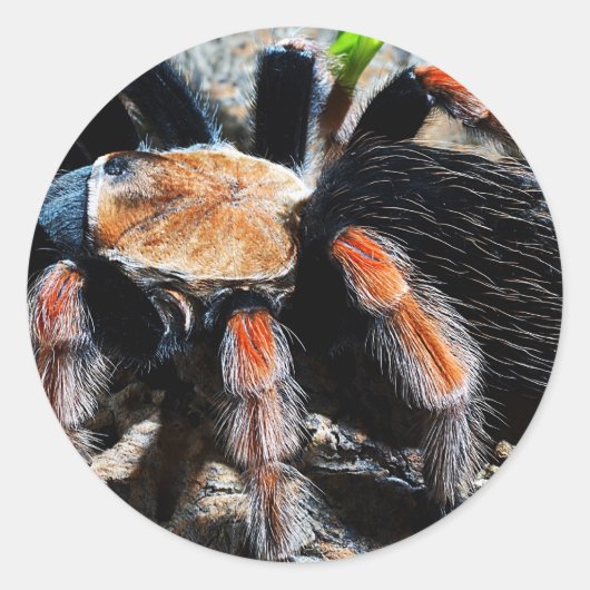 Brachypelma boehmei ronde sticker (Voorkant)