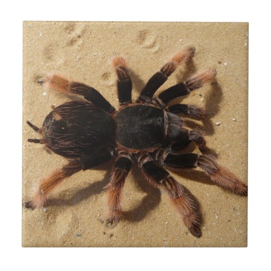 Brachypelma tarantula spin in zand tegeltje (Voorkant)