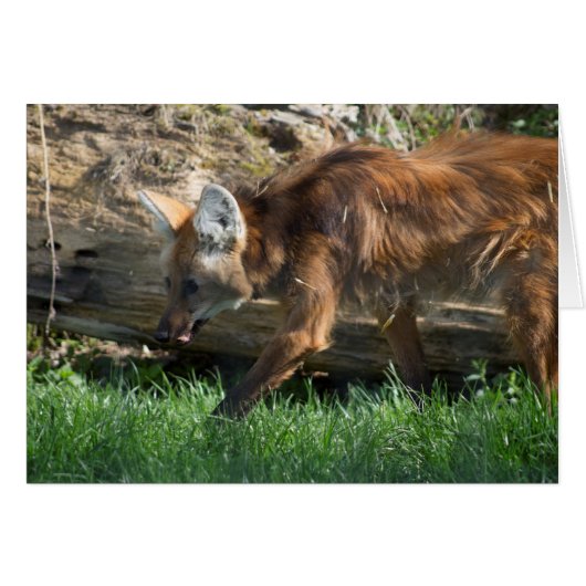 Brachyurus de Chrysocyon (Devant Horizontal)