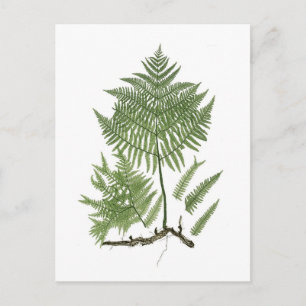 Bracken Briefkaart