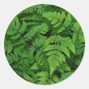 Bracken fern met regendruppels, staat Washington Ronde Sticker