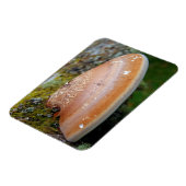 Bracketschimmel Magneet (Linkerzijde)