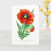 Bracteatum van de papaver kaart (Gele Bloem)