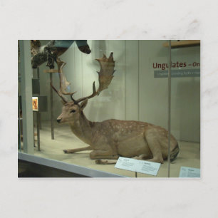 Brad hert (Dama dama) Briefkaart