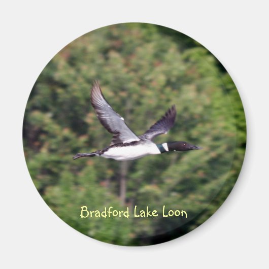 Bradford Lake Loon Magnet (Devant)