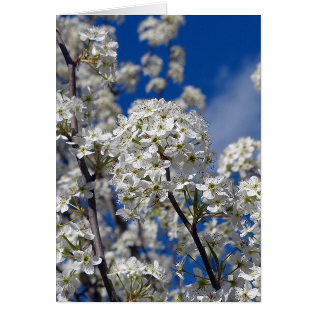 Bradford Pear Blooms (Devant)
