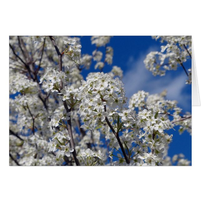 Bradford Pear Blooms (Voorkant Horizontaal)