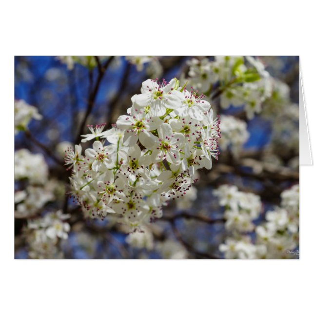 Bradford Pear Blooms (Devant Horizontal)