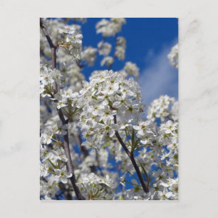 Bradford Pear Blooms Briefkaart