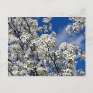 Bradford Pear Blooms Briefkaart