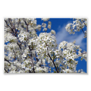 Bradford Pear Blooms Foto Afdruk