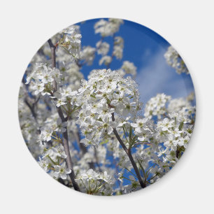 Bradford Pear Blooms Magneet