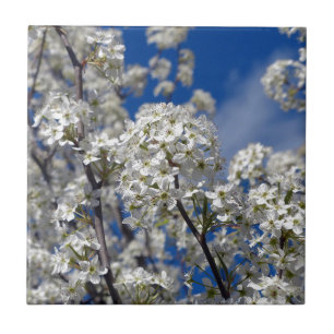 Bradford Pear Blooms Tegeltje