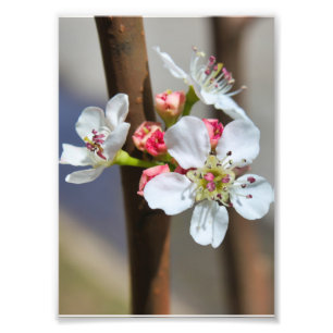 Bradford Pear blossom Foto Afdruk