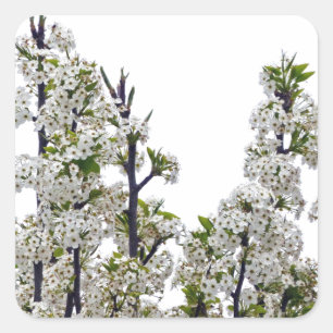 Bradford Pear Blossom Vierkante Sticker