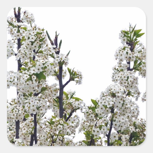 Bradford Pear Blossom Vierkante Sticker (Voorkant)