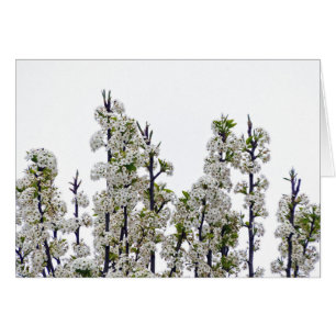 Bradford Pear Blossoms