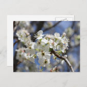 BRADFORD PEAR BLOSSOMS BRIEFKAART (Voorkant / Achterkant)