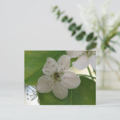 Bradford Pear Tree Bloom Briefkaart (Staand voorkant)
