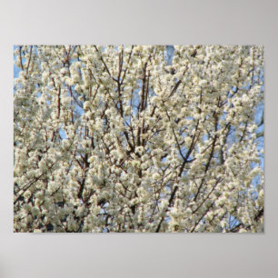 Bradford Pear Tree Blooms Poster