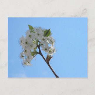 Bradford Pear Tree Briefkaart