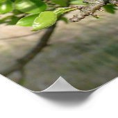 Bradford Pear tree - Poster (Hoek)