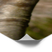 Bradford Pear tree - Poster (Coin)