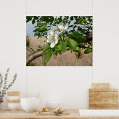 Bradford Pear tree - Poster (Cuisine)