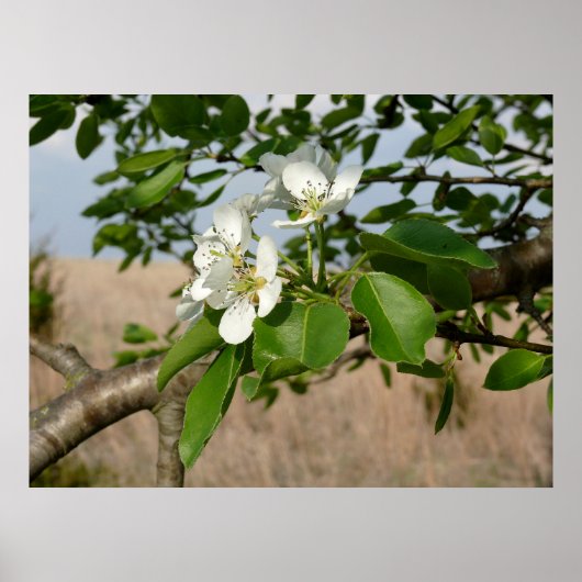 Bradford Pear tree - Poster (Devant)
