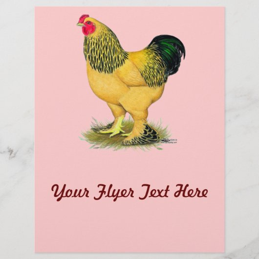 Brahma: Buff Kip Flyer (Voorkant)