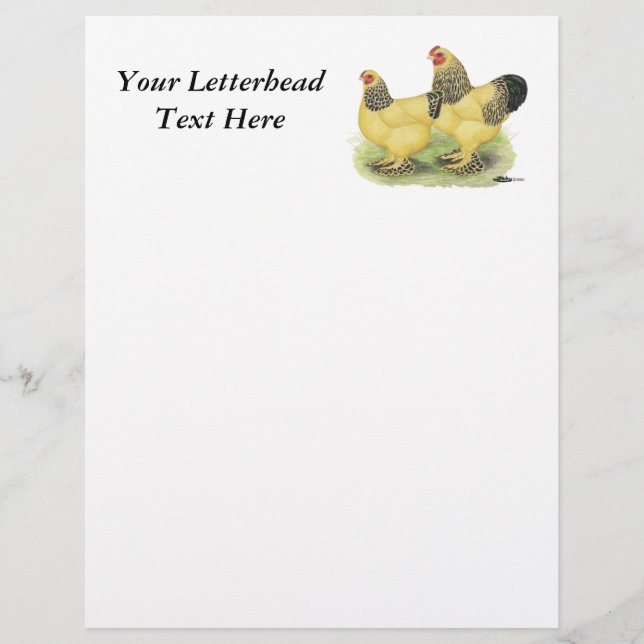 Brahma Buff Pair (Voorkant)