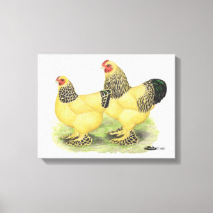 Brahma Buff Pair Canvas Afdruk