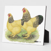 Brahma Buff Pair Fotoplaat (Zijkant)