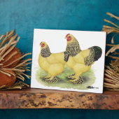 Brahma Buff Pair Fotoplaat (Zijkant)