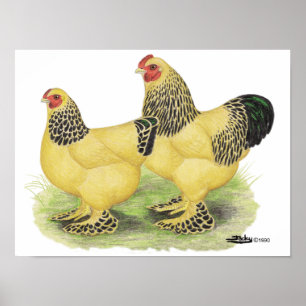 Brahma Buff Pair Poster