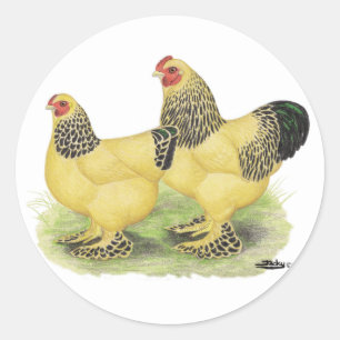 Brahma Buff Pair Ronde Sticker