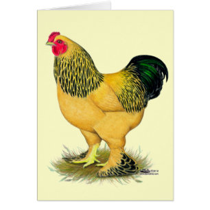 Brahma: Buff Rooster