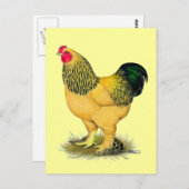 Brahma:  Buff Rooster Briefkaart (Voorkant / Achterkant)