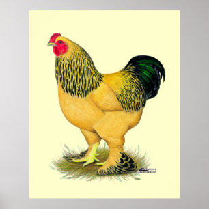 Brahma: Buff Rooster Poster