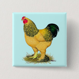 Brahma: Buff Rooster Vierkante Button 5,1 Cm