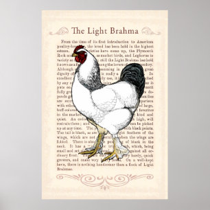 Brahma Chicken Country Kitchen  Decor Poster