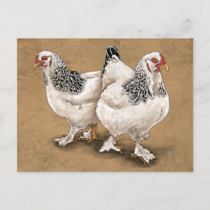 Brahma Chicken Hens Briefkaart