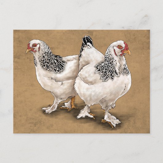 Brahma Chicken Hens Briefkaart (Voorkant)
