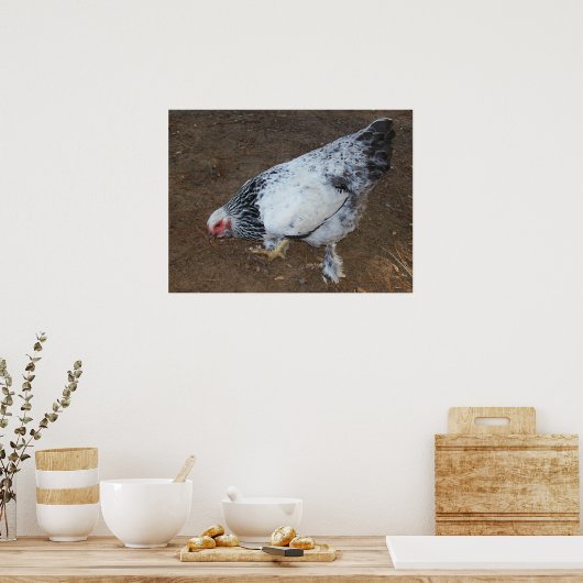 Brahma Chicken Poster (Keuken)