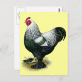 Brahma:  Dark Rooster Briefkaart (Voorkant / Achterkant)