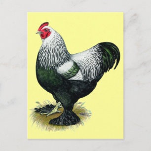 Brahma: Dark Rooster Briefkaart