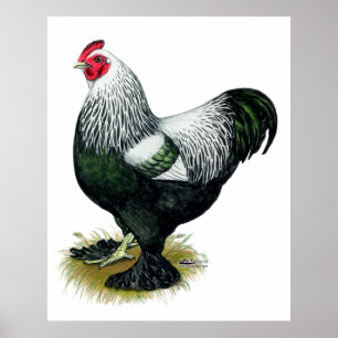 Brahma: Donkere rooster Poster