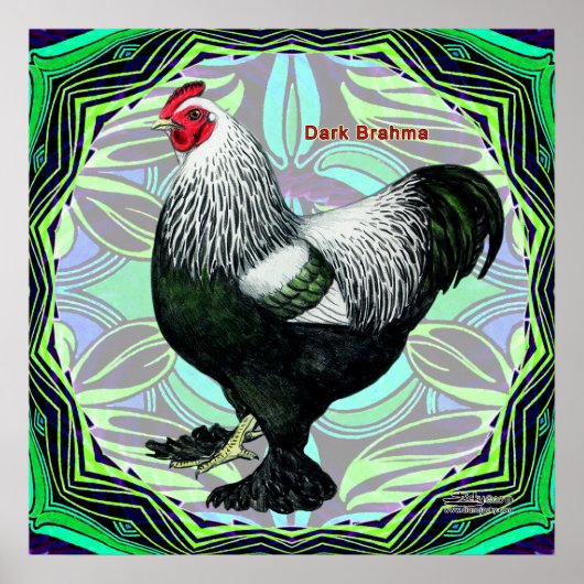 Brahma: Fancy donkere rooster Poster (Voorkant)