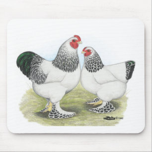 Brahma: Licht2 Muismat