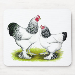 Brahma: Licht Muismat